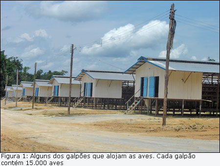 Figura 1: Galp&otilde;es que alojam as aves.