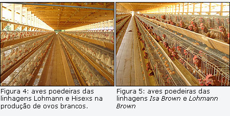 Aves poedeiras