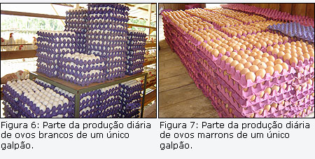 Parte da produ&ccedil;&atilde;o di&aacute;ria de ovos